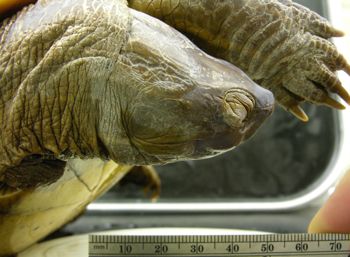 Media type: image; Herpetology R-44338